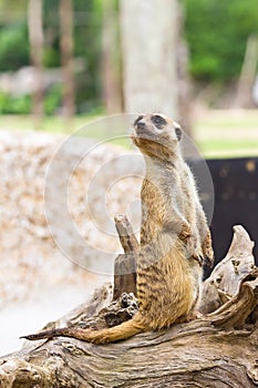 Portrait of meerkat