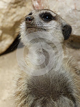 Portrait of meerkat