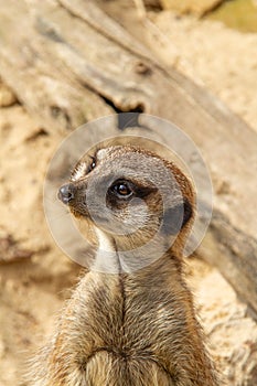 Portrait of a meerkat