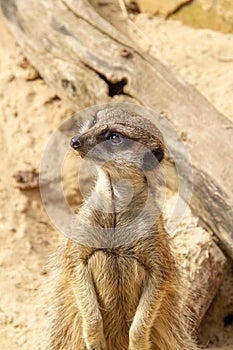 Portrait of a meerkat