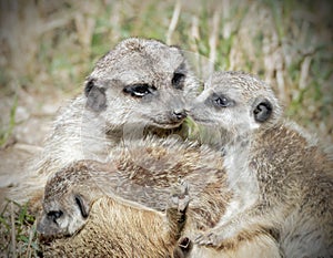 Portrait of a meerkat with babies