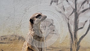 Portrait of a meerkat guarding its young