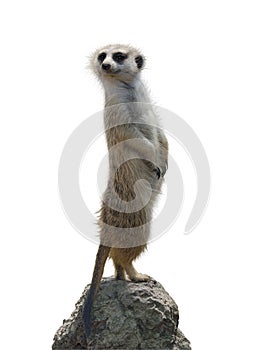 Portrait Of A Meerkat