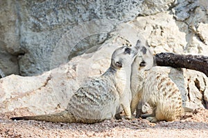 Portrait of meerkat