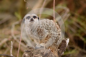 Portrait of a meerkat sitting on a tree stump