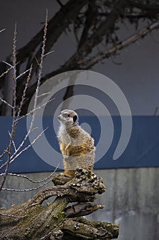 Portrait of Meerkat Suricata, african native animal, small carnivore belonging to the mongoose family