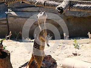 Portrait of Meerkat Suricata, African native animal, small carnivore belonging to the mongoose family