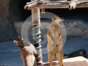 Portrait of Meerkat Suricata, African native animal, small carnivore belonging to the mongoose family