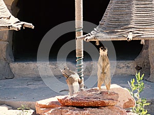 Portrait of Meerkat Suricata, African native animal, small carnivore belonging to the mongoose family