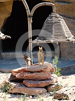 Portrait of Meerkat Suricata, African native animal, small carnivore belonging to the mongoose family