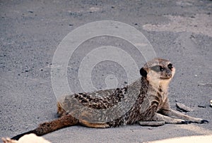 Portrait of Meerkat Suricata, African native animal, small carnivore belonging to the mongoose family