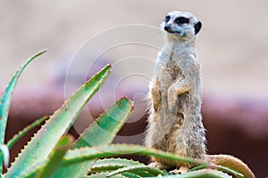 Portrait of Meerkat Suricata suricatta