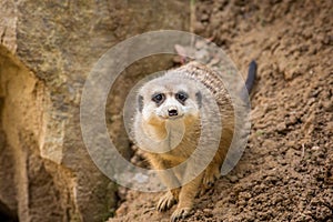 Portrait of Meerkat Suricata suricatta