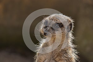 Portrait of meerkat Suricata suricatta