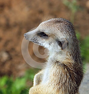 Portrait of meerkat (Suricata suricatta)