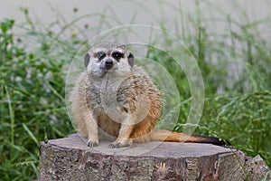 Portrait of Meerkat Suricata suricatta, African native animal