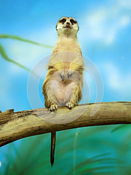 Portrait of Meerkat Suricata suricatta, African native animal,