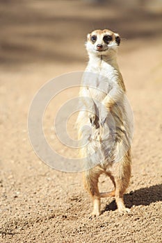 Portrait of Meerkat Suricata suricatta, African native animal, small carnivore