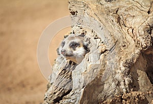 Portrait of Meerkat Suricata suricatta, African native animal, small carnivore