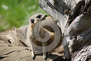 Portrait of Meerkat Suricata suricatta, African native animal, small carnivore.