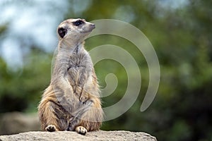 Portrait of  Meerkat Suricata suricatta, African native animal, small carnivore.