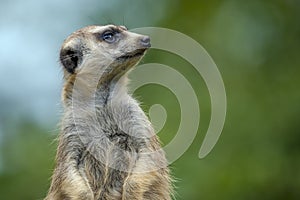 Portrait of  Meerkat Suricata suricatta, African native animal, small carnivore.