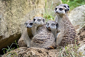 Portrait of  Meerkat Suricata suricatta, African native animal, small carnivore.