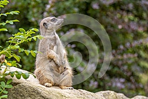 Portrait of  Meerkat Suricata suricatta, African native animal, small carnivore.