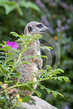 Portrait of  Meerkat Suricata suricatta, African native animal, small carnivore.