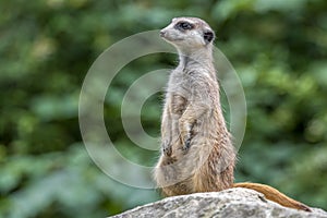 Portrait of  Meerkat Suricata suricatta, African native animal, small carnivore.