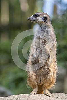 Portrait of  Meerkat Suricata suricatta, African native animal, small carnivore.