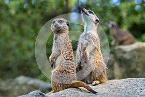 Portrait of  Meerkat Suricata suricatta, African native animal, small carnivore.