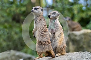 Portrait of  Meerkat Suricata suricatta, African native animal, small carnivore.