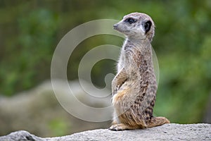 Portrait of  Meerkat Suricata suricatta, African native animal, small carnivore.