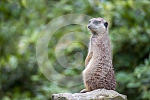 Portrait of  Meerkat Suricata suricatta, African native animal, small carnivore.