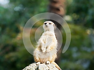 Portrait of Meerkat Suricata suricatta, African native animal, small carnivore belonging to the mongoose family