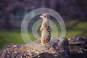 Portrait of Meerkat Suricata suricatta, African native animal, small carnivore belonging to the mongoose family. It is