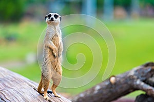 Portrait of Meerkat Suricata suricatta photo