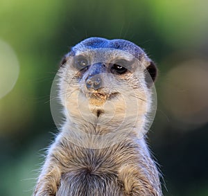 Portrait of Meerkat Suricata suricatta, African native animal, small carnivore belonging to the mongoose family. Zoo