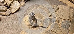 Portrait of Meerkat Suricata suricatta, African native animal, small carnivore belonging to the mongoose family in the zoo