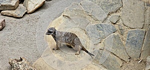 Portrait of Meerkat Suricata suricatta, African native animal, small carnivore belonging to the mongoose family in the zoo