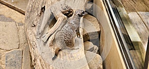 Portrait of Meerkat Suricata suricatta, African native animal, small carnivore belonging to the mongoose family in the zoo