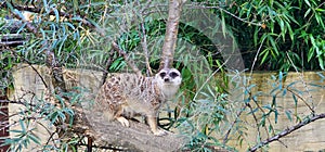 Portrait of Meerkat Suricata suricatta, African native animal, small carnivore belonging to the mongoose family in the zoo