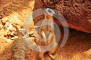 Portrait of Meerkat Suricata suricatta, African native animal, small carnivore mongoose family