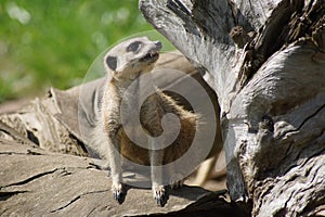 Portrait of Meerkat Suricata suricatta, African native animal, small carnivore.