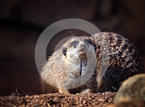 Portrait of Meerkat Suricata suricatta with red nose. African native animal, small carnivore belonging to the mongoose family. It