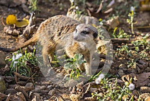 Portrait of the Meerkat Suricata suricatta or Suricate