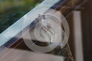 portrait of a meerkat (Suricata suricatta) in a zoo behind glass, meerkat wants to be free