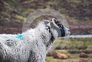 Portrait of a melancholic sheep in the rain. Perthshire, Scotland.