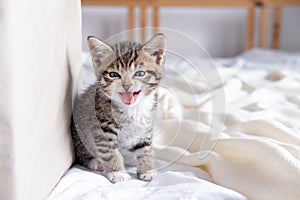 Portrait Meowing kitten with open mouth. Small kitten is afraid, hisses, cat has hair fur on end. Domestic curious funny